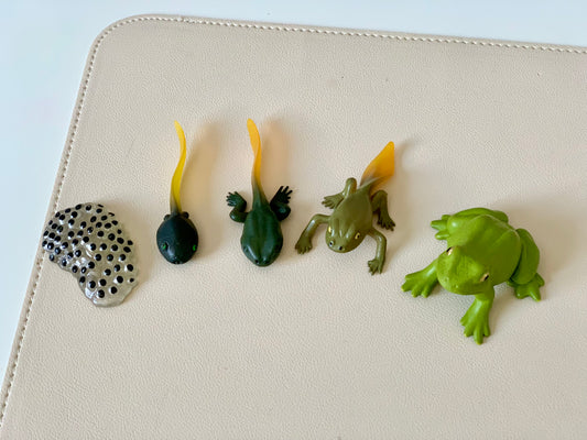 Frog Life Cycle Figurines