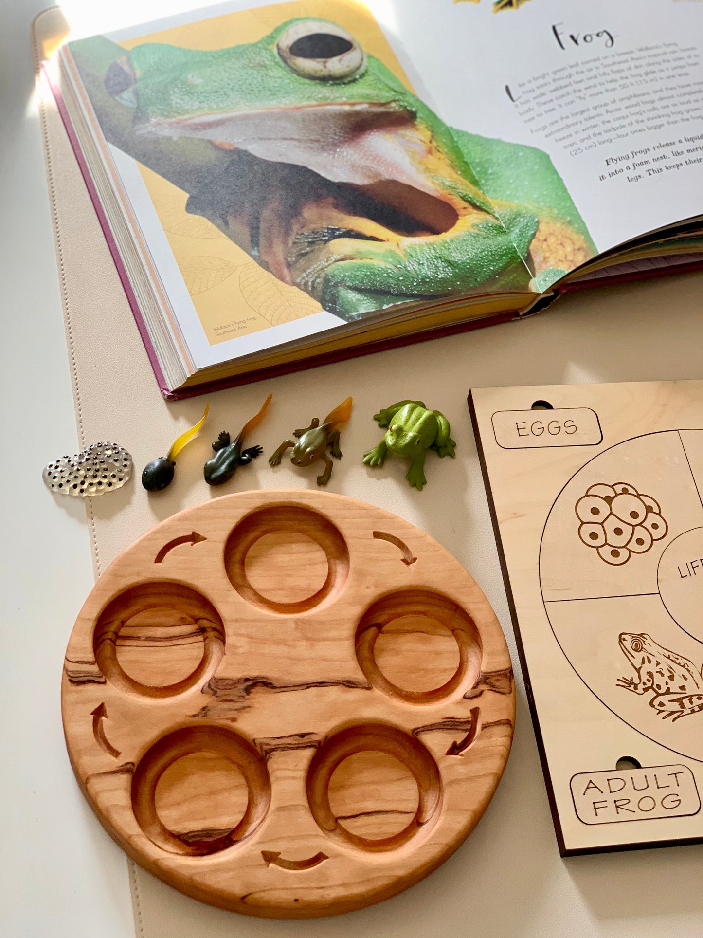 Life Cycle Sensory Trays 4 or 5 Part