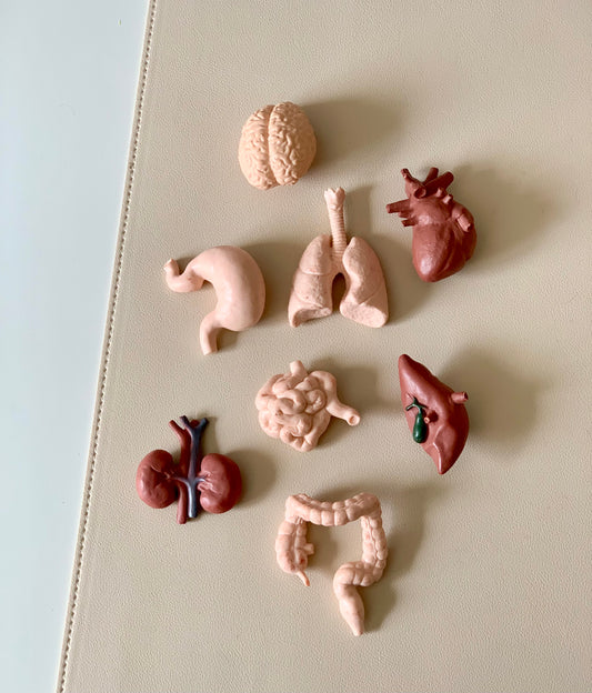 8 Pc Human Body Part Figurines