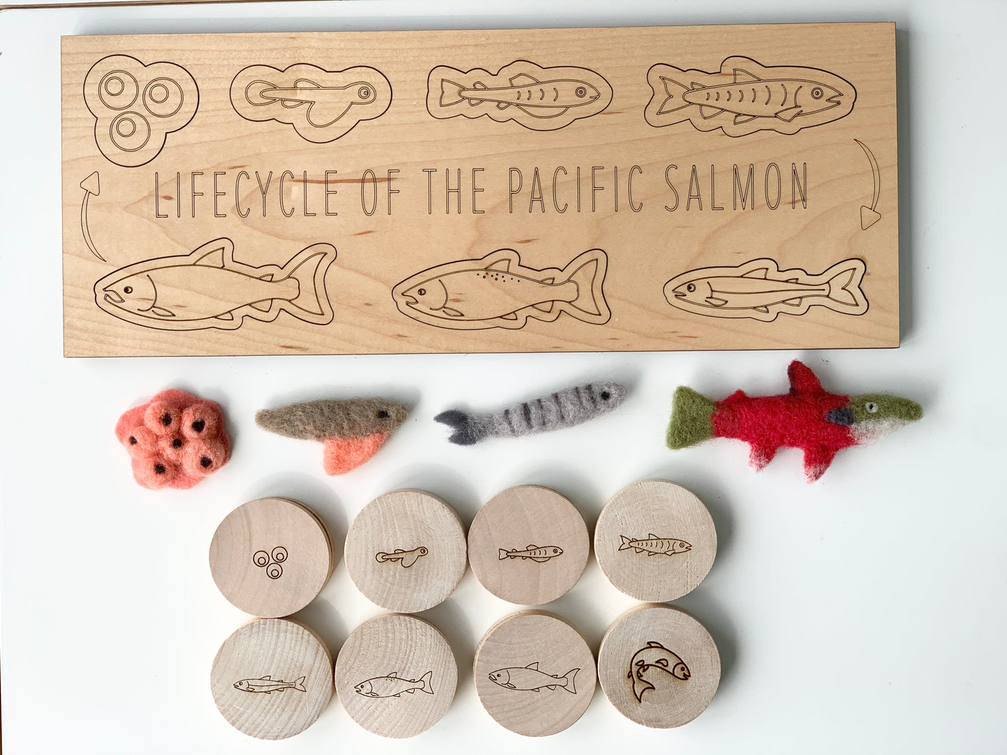 Ready to Ship Salmon Life Cycle Memory Game
