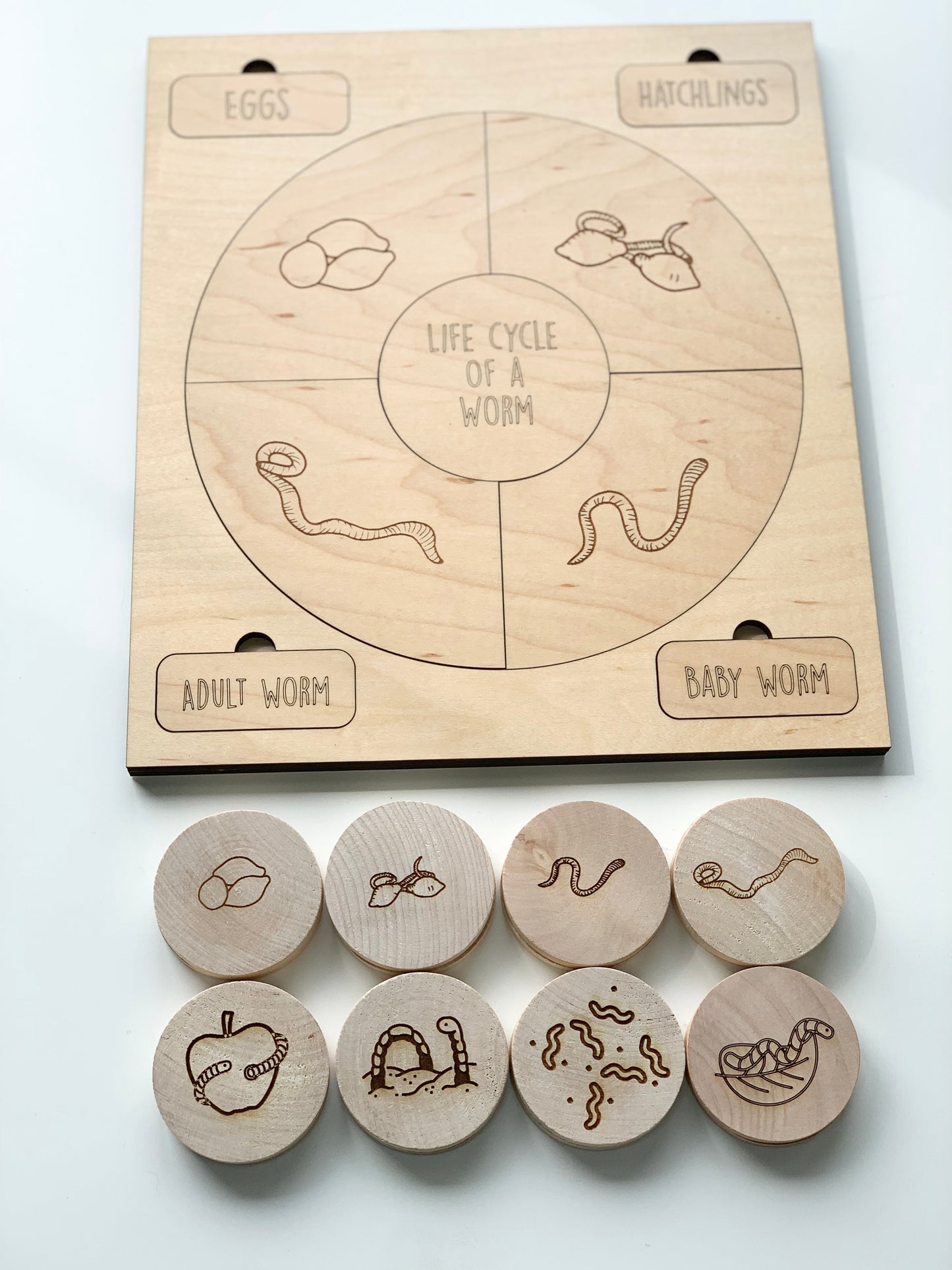 Ready to Ship Worm Life Cycle Memory Game