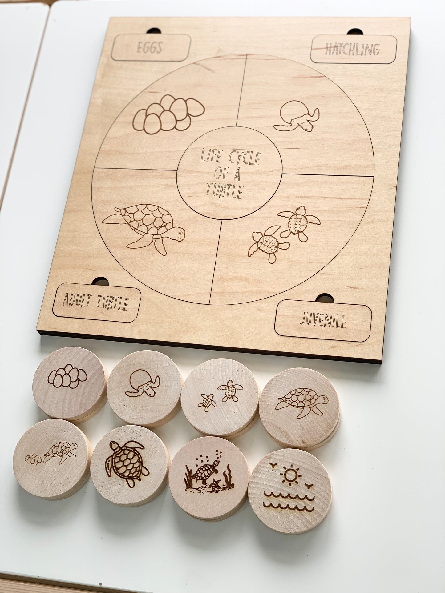 Turtle Life Cycle Memory Game
