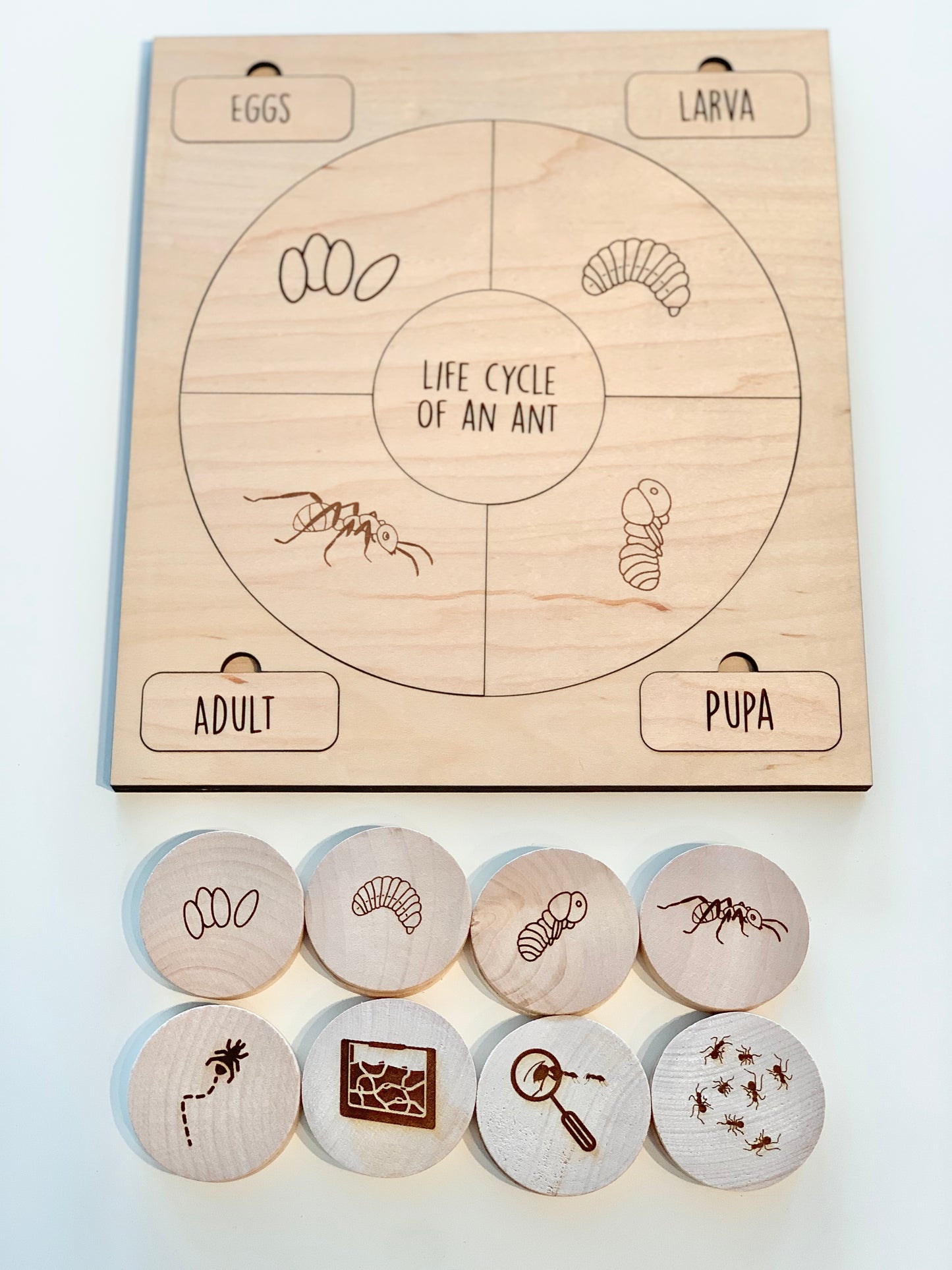 Ant Life Cycle Memory Game