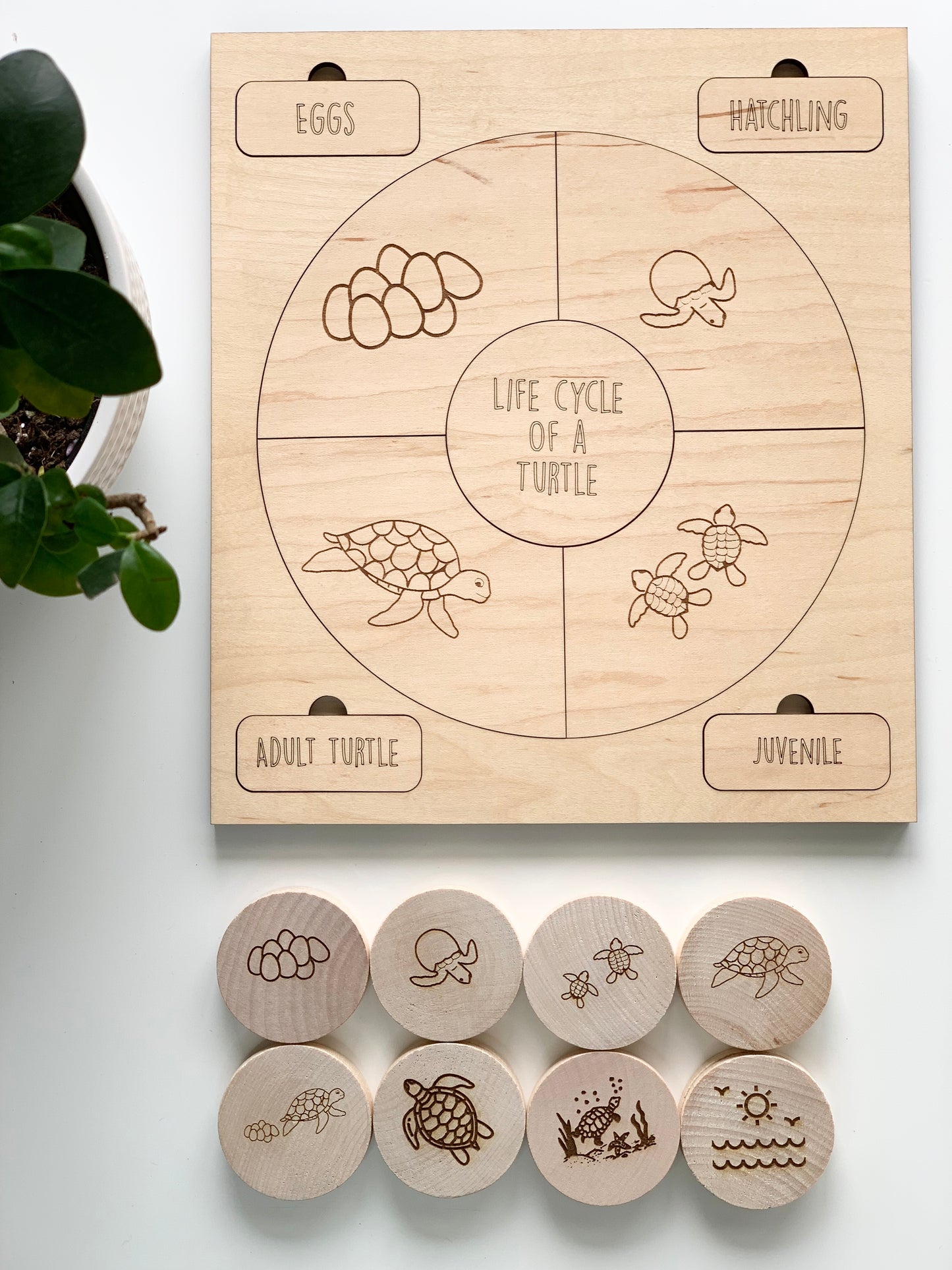 Turtle Life Cycle Memory Game