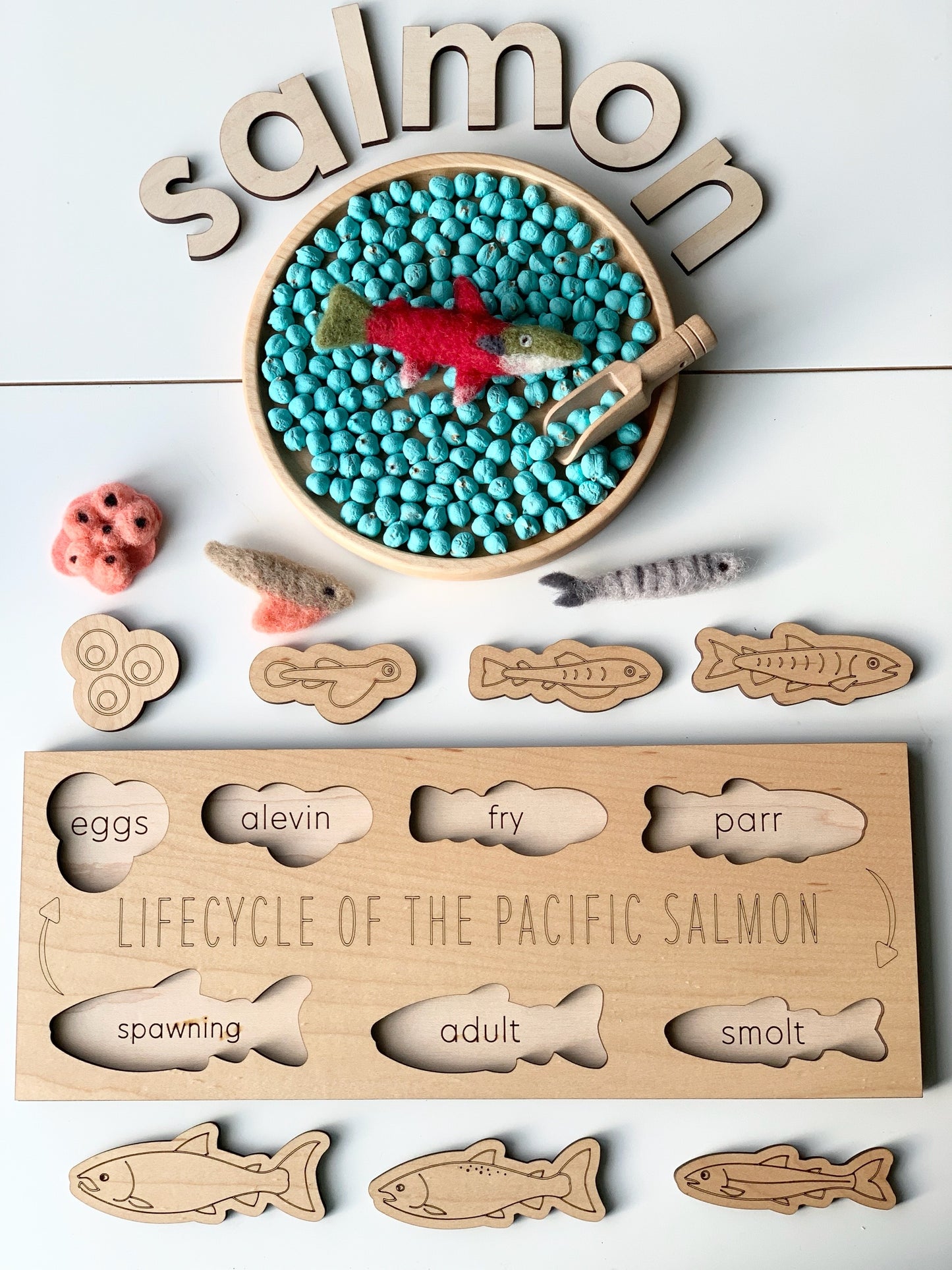 Salmon Life Cycle Puzzle