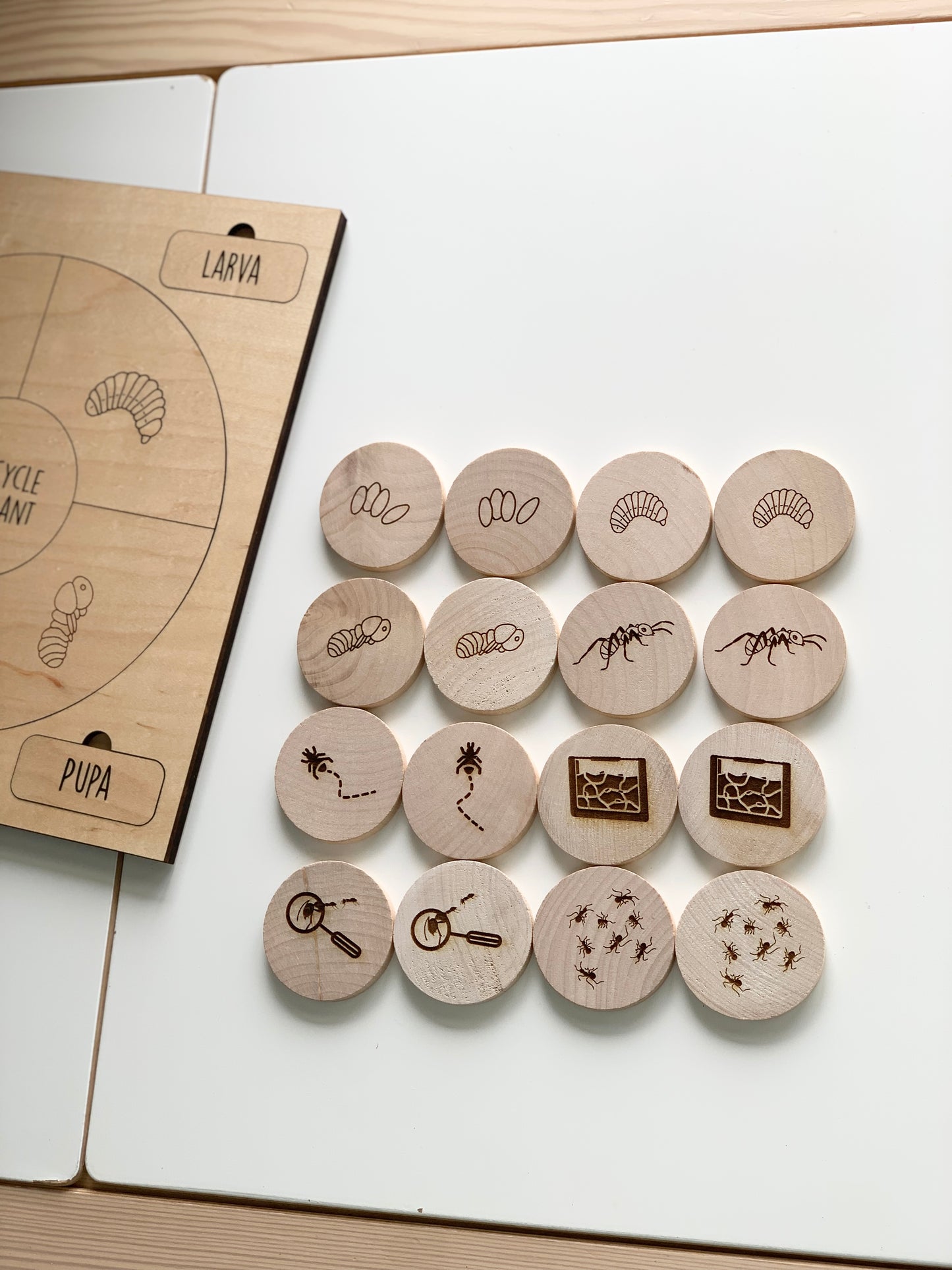 Ant Life Cycle Memory Game